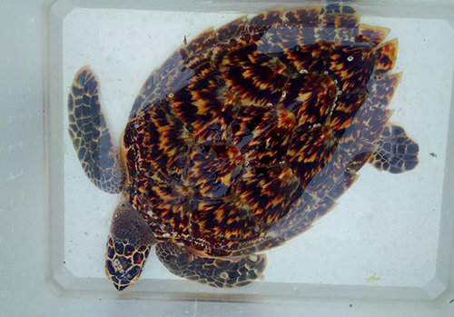 turtle-1481680093-7365-1481680160_660x0.jpg