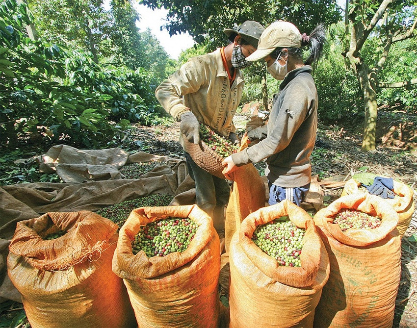 supply-pressures-ahead-for-vietnams-coffee-exporters-444.jpg