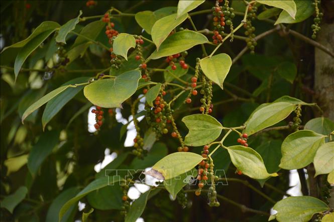 vna_potal_pepper_exports_decrease_in_volume_increase_in_value_stand.jpg