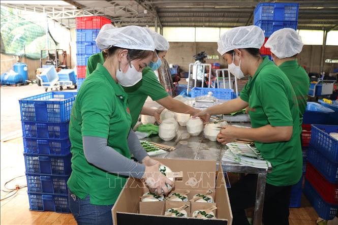 vna_potal_fresh_coconuts_quenching_new_overseas_markets_stand.jpg