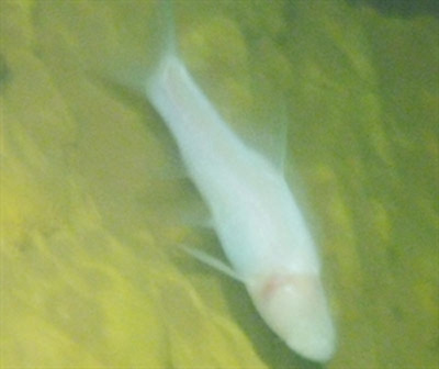 20121015162032_Fish-PhNha.jpg