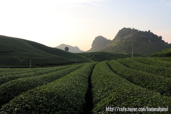 green_tea-01.jpg