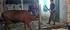 “쇠망치로 도축”…호주, 베트남에 소 수출 일부 중단