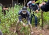 하노이시: 주택 정원에서 양귀비 365그루 재배한 남성