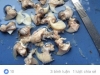 베트남 경찰, 페이스북에 희귀 동물 발톱 판매 광고한 용의자 추적