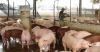베트남, 북부지역 돼지고기 수요 증가로 가격 상승