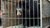 하노이, 포획된 곰 200마리에 마이크로칩 이식