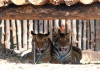 베트남, 야생 호랑이 불과 5마리 생존.., ‘멸종 위기’