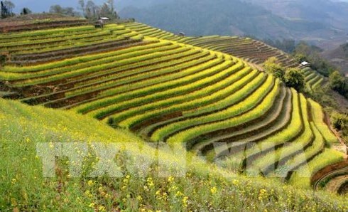 mu_cang_chai_terraced_fields_JWEV.jpg